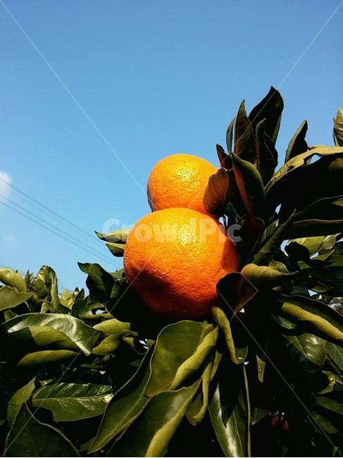 겨울,겨울과일,과일,귤,귤나무,감귤류과일,citrusfruit,식물,fruit