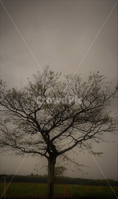 나무,흐림,어둠,자연,풍경,들판,식물,자연,plants,nature,나무,trees,wood