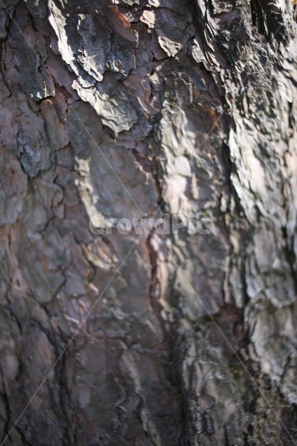 나무,숲,산,북한산,mountain,tree,forest