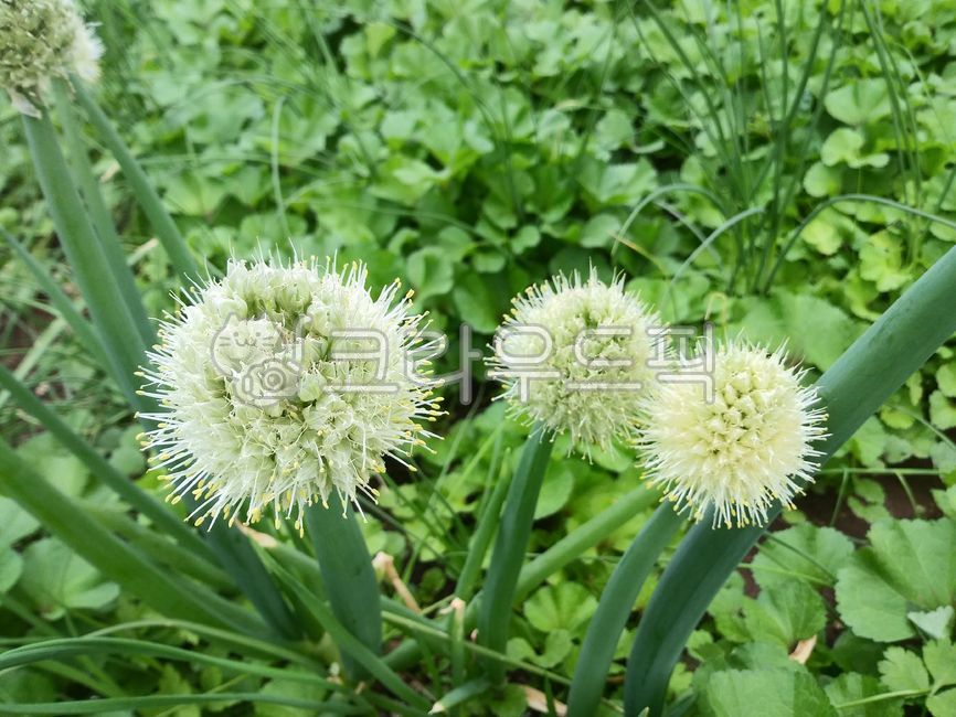 파,대파,대파씨앗,대파꽃,아욱,텃밭,시골,농촌,봄,달래,plant,식물,flower,꽃,blossom