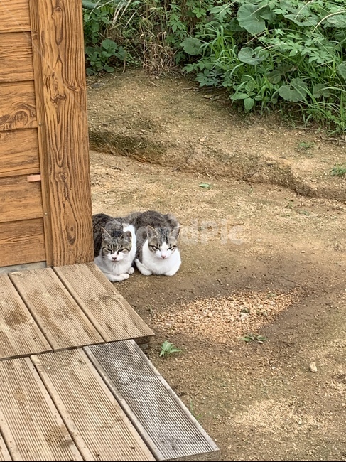 고양이,길고양이,야옹이,귀여움,냥냥이