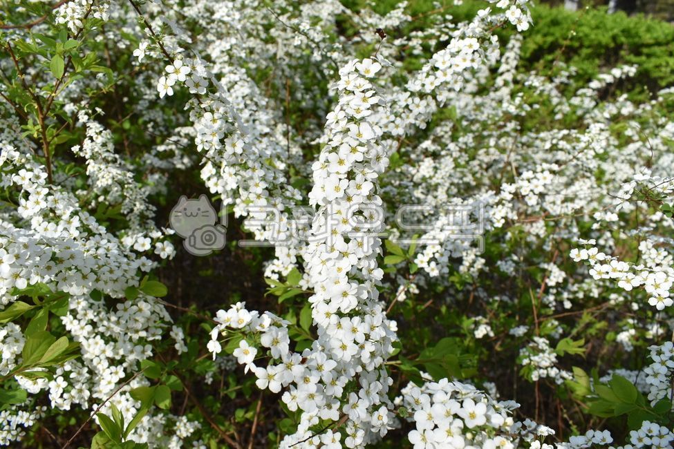 조팝나무,조팝,하얀꽃,공원조경식물,조경식물,꽃,조팝나무꽃,조팝꽃,봄꽃,4월꽃,5월꽃,공원조경,봄날,spiraeaprunifolia,bridalwreath,흰색꽃,흰색,하얀색,하양,식물,flower,개화,bloom,blooming,꽃잎,군집,꽃,flower