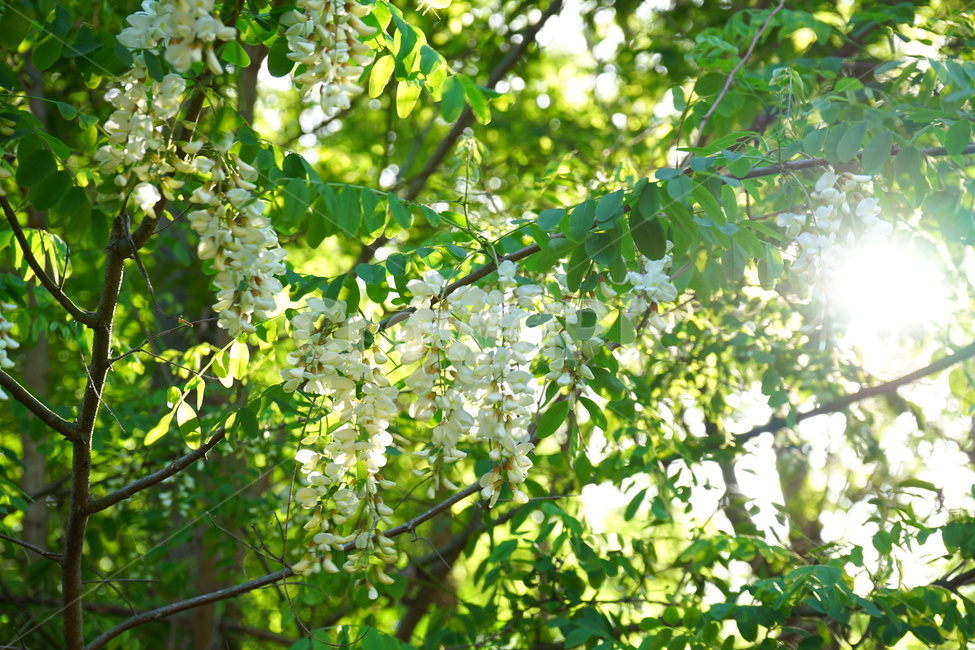 아카시아,햇살,순백,향기,자연,봄,계절,spring,season,식물,자연,plants,nature,꽃,flower,휴식,힐링,rest,relaxation,healing,plant,tree,나무