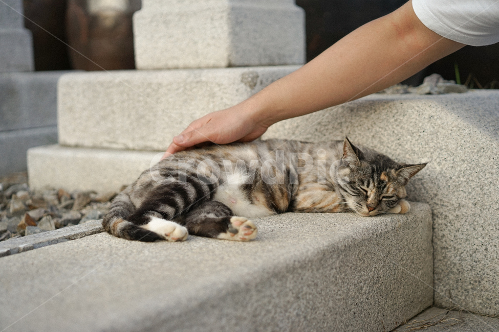 고양이,삼색고양이,길고양이,cat,동물,동물,animal,포유류,mammal,고양이,cat,kitten,kitty
