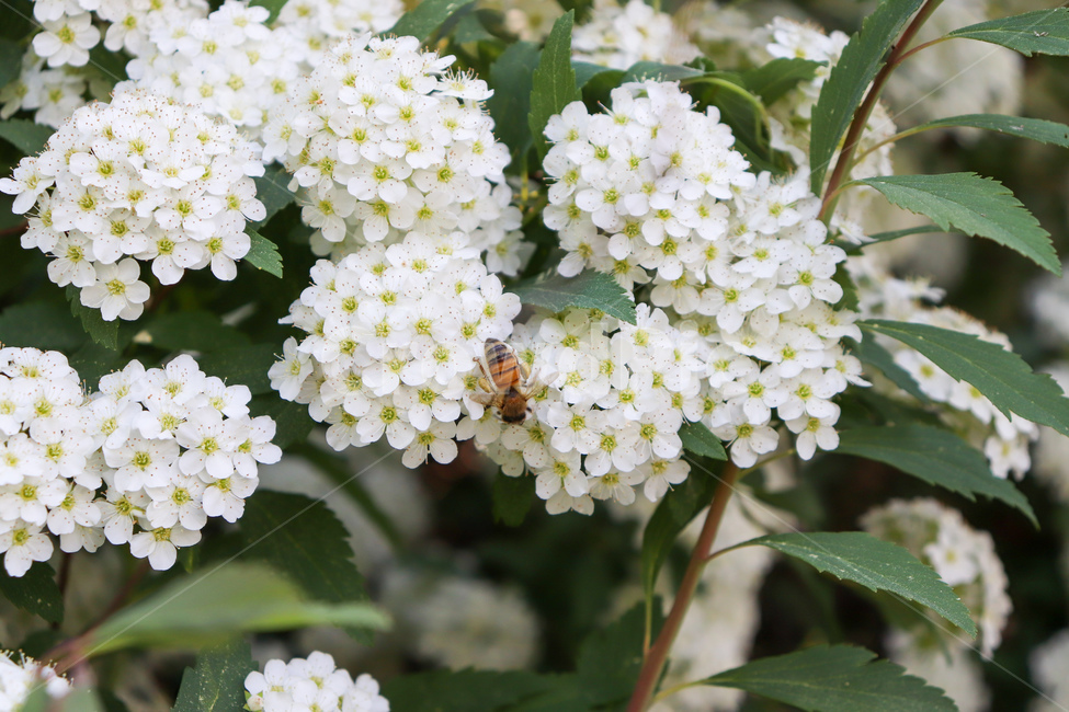조팝나무,blossom,꽃,flower,plant,벌,식물