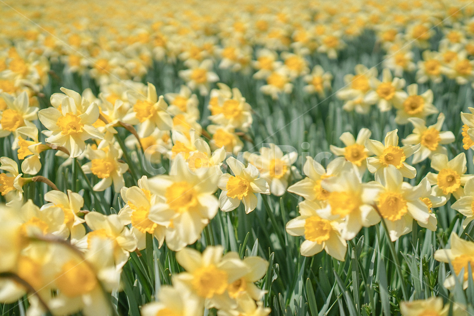 노란,옐로우,노랑색,수선화,꽃,봄꽃,노란물결,narcissus,봄,계절,spring,season,plant,식물,blossom,flower