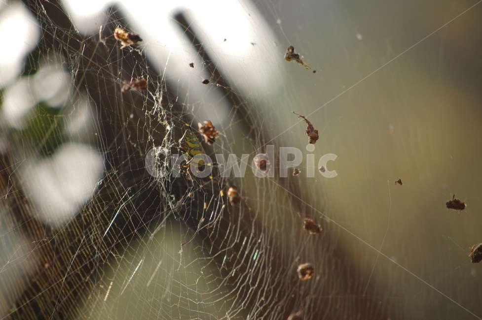 거미,거미줄,아침,햇살,벌레,곤충,해충,동물,animal,곤충,벌레,insect,bug