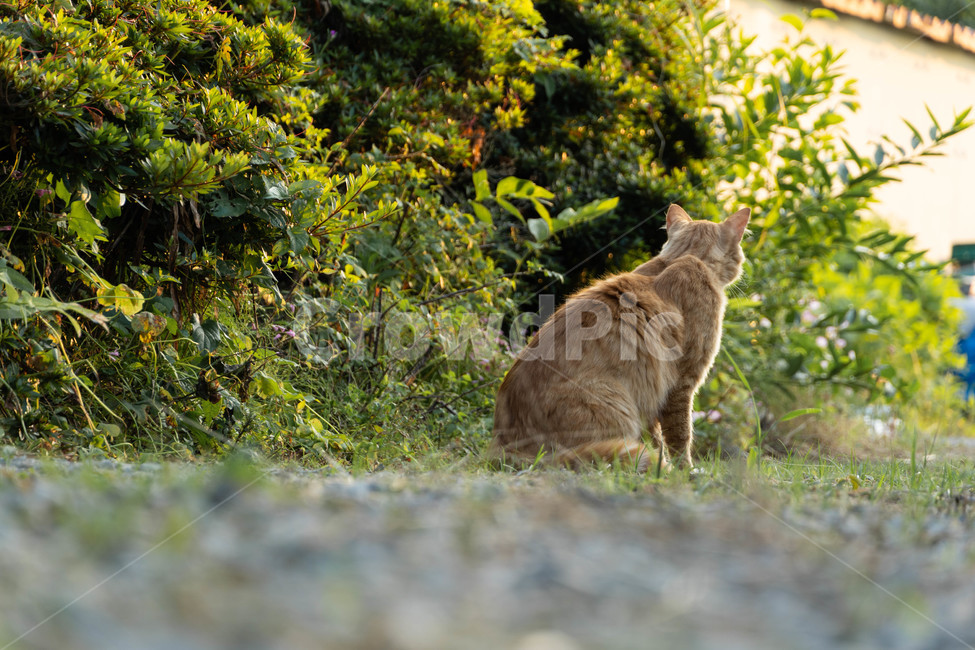 stray cat,cat,yellow cat,yellow
