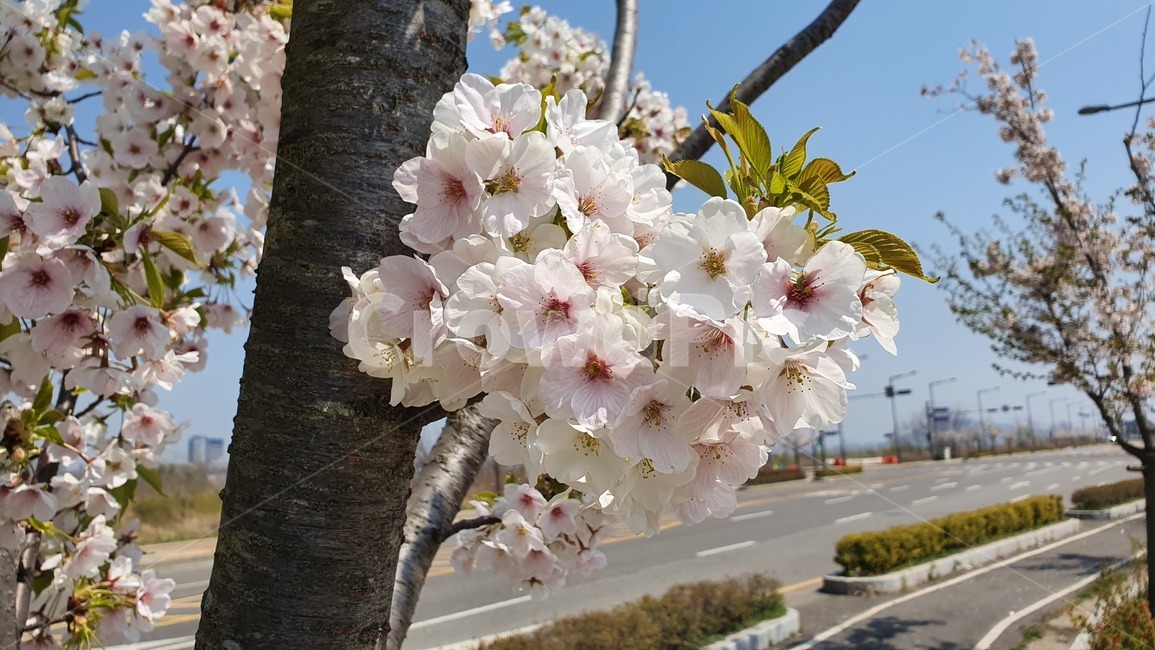 spring flowers,spring,Cherry Blossom,plant,tree,flower
