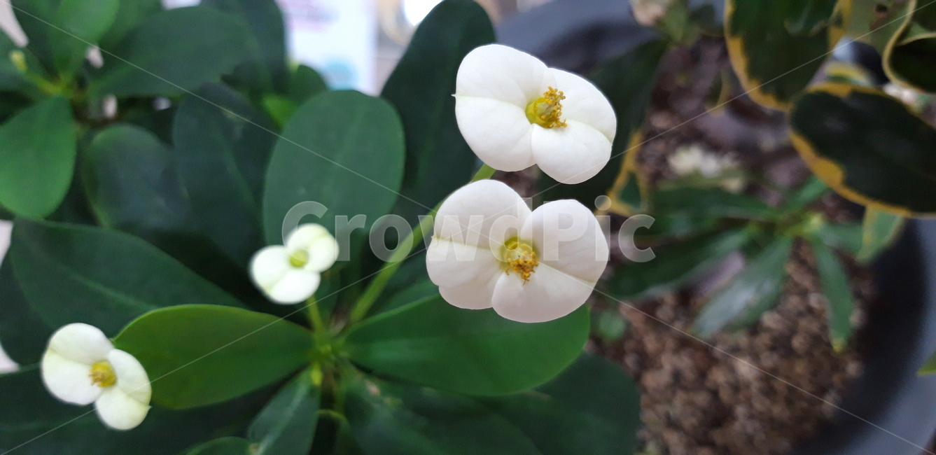 기린,꽃기린,하얀꽃,하얀꽃화초,화초,화분,가스나무,다년생,식물,flower,꽃,생명,plant