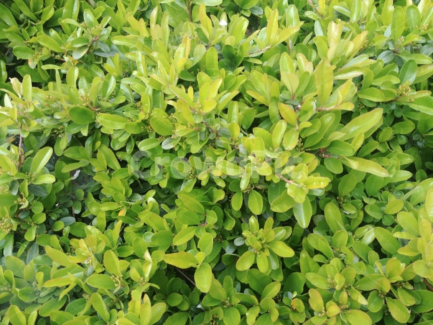 풀,자연,식물,잡초,잔디,식물,자연,plants,nature