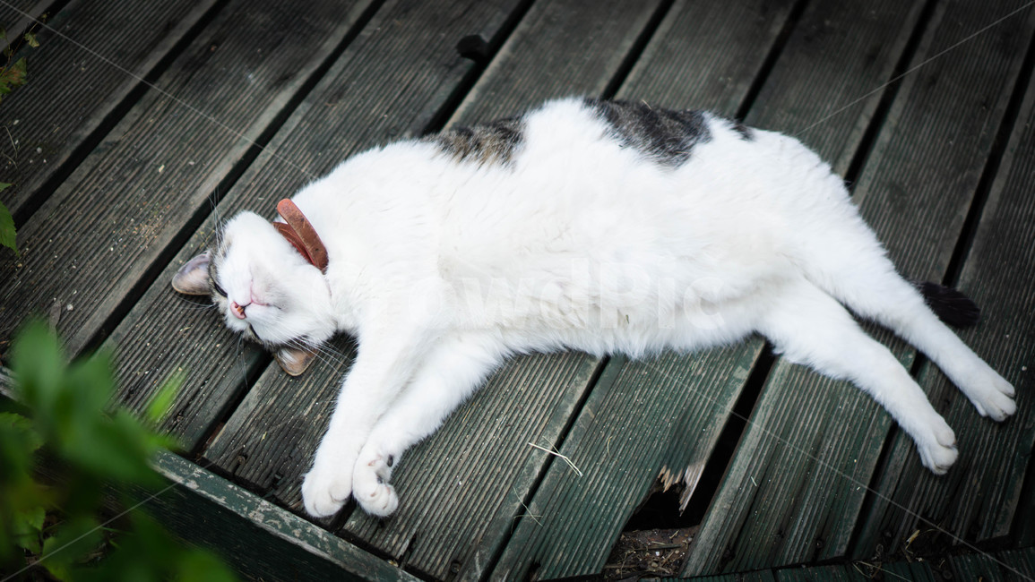 고양이,동물,길고양이,길거리,냥이,동물,animal,포유류,mammal,고양이,cat,kitten,kitty