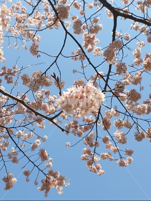벚꽃,벚꽃나무,하늘,봄,꽃