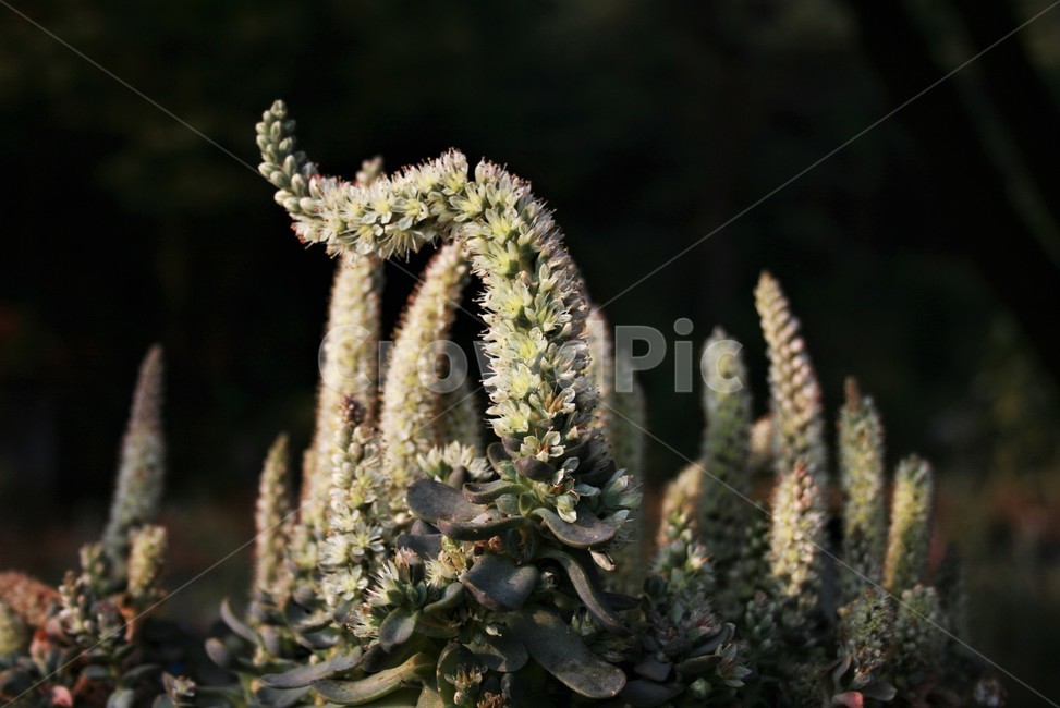 바위솔류,와송류,돌나물과,여러해살이풀,약용,종자번식,식물,자연,plants,nature