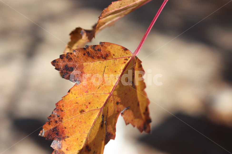 자연,식물,나뭇잎,nature,leaf