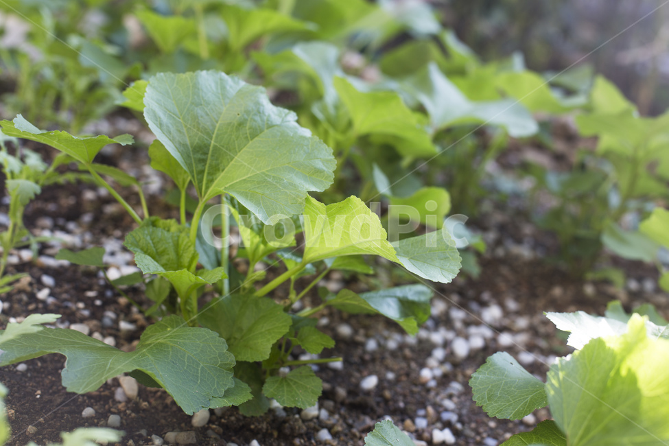 아욱,채소,야채,아욱국,텃밭,밭,재배,흙,농산물,산업,industry,industrial,농업,농사,agriculture,farming,farming industry