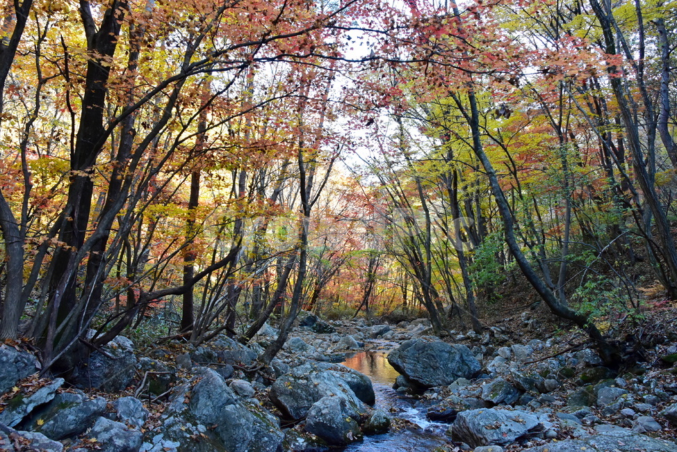 가을,단풍,울긋불긋,알록달록,형형색색,풍경,계절,시즌,아름다운,오색,치악산,부곡계곡,비경,감성,힐링,자연,가을,계절,fall,autumn,season,자연,풍경,nature,landscape