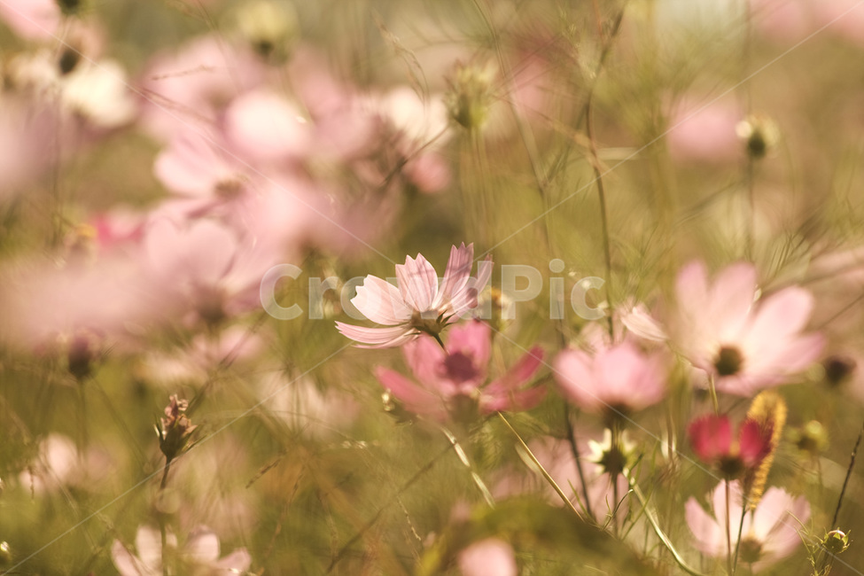 꽃,코스모스,핑크,자연,flower,cosmos,pink,nature,가을,계절,fall,autumn,season,식물,자연,plants,nature,꽃,flower,감성,sensible,feeling,plant