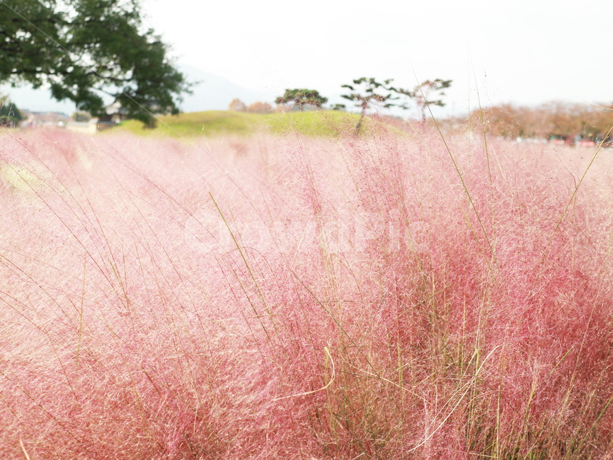 잔디,grass,plant,식물,field,들,옥외,outdoors,목초지,grassland,savanna,대초원,nature,자연,핑크뮬리,경주핑크뮬리,포토스팟,핑크,분홍색,가을,계절,fall,autumn,season,식물,자연,plants,nature