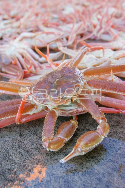 게,대게,수산물,해물,바다생물,영덕대게,울진대게,crab,snowcrab,seafood,seacreatures,yeongdeoksnowcrab,uljinsnowcrab,sealife,해양생물,대게경매장