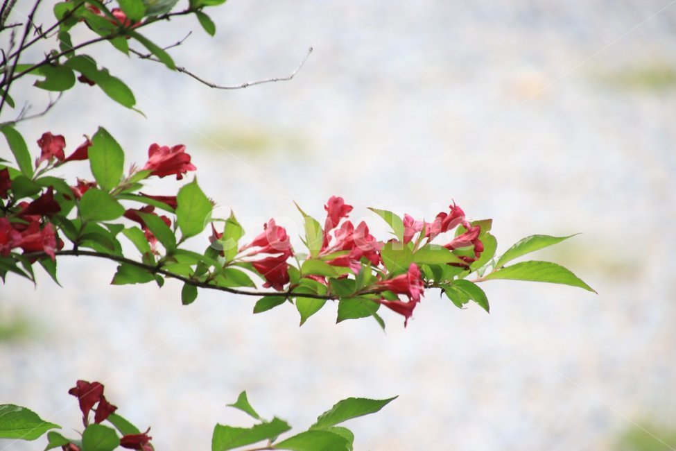 식물,나무,병꽃,여름,빨강,식물,자연,plants,nature,꽃,flower