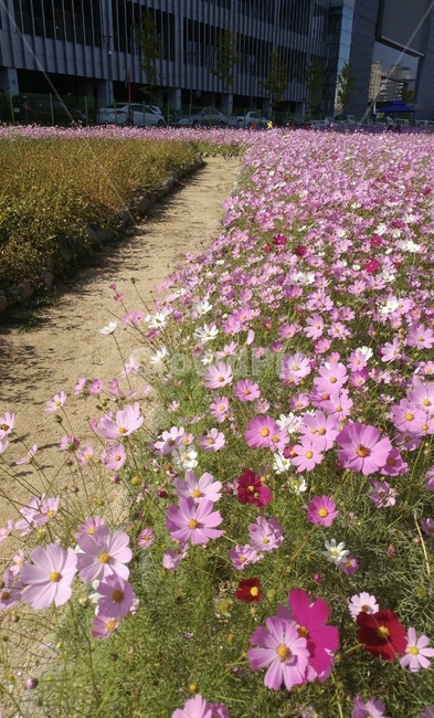 꽃,가을,코스모스,commoncosmos,flower,bloom,핑크,흰색,분홍,pink,white,flowers,공원,풍경,경치,view,꽃길