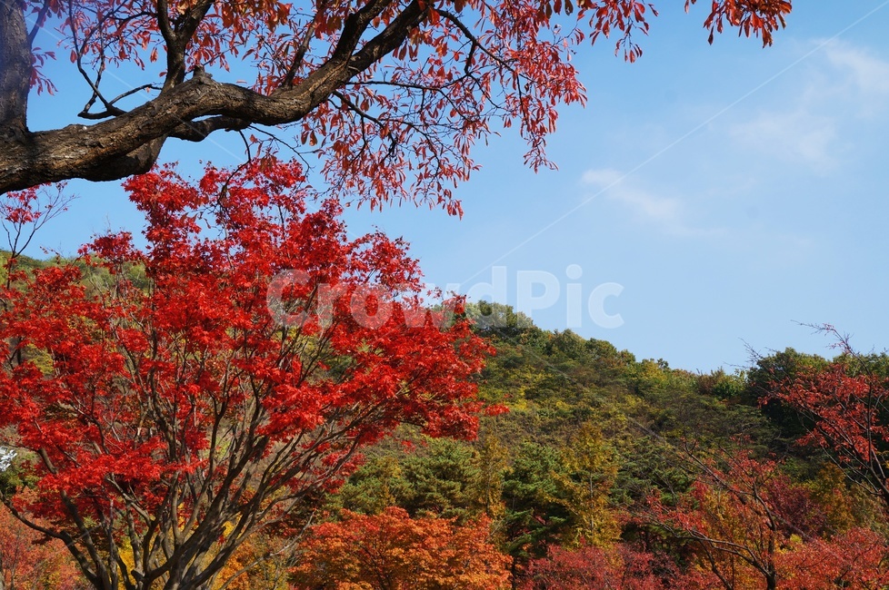 가을,단풍,붉은단풍,가을산,풍경,가을햇볕,맑은날,가을하늘,가을,계절,fall,autumn,season,leaf,잎,plant,식물,tree,나무,maple