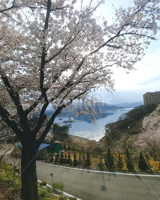 tree,벚꽃,제천,자연,풍경