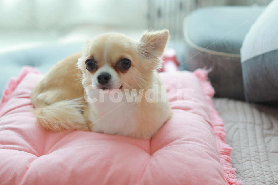 가족,반려견,치와와,강아지,감성사진,따뜻함,동물,개,animal,happy,dog