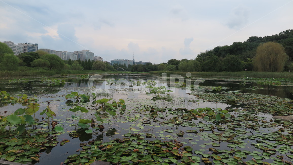 호수공원,연꽃밭,가을,하늘,연,자연,풍경,nature,landscape,도시,city,land,땅,outdoors,옥외,water,물