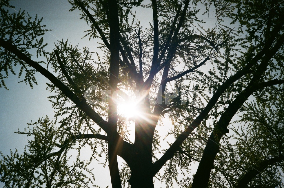 감성사진,햇살,나무,햇빛,선샤인,sunshine,필름카메라,필름,필카,필름감성