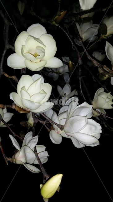 목련,밤목련,꽃,식물,blossom,flower,봄꽃,봄,흰꽃