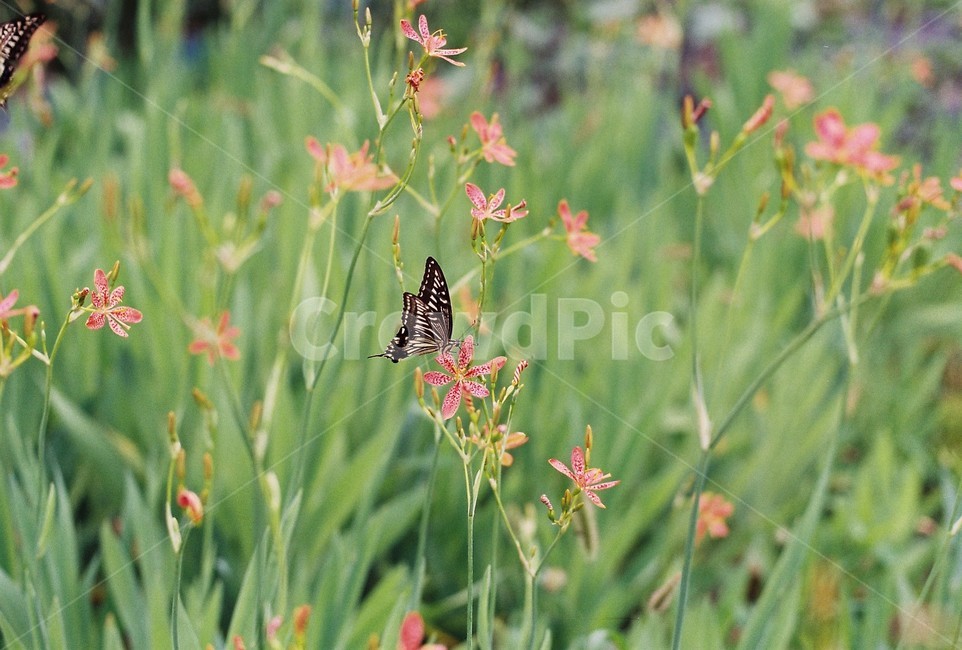 나비,여름,자연,시골,호랑나비,식물,자연,plants,nature,꽃,flower,동물,animal,곤충,벌레,insect,bug,감성,sensible,feeling