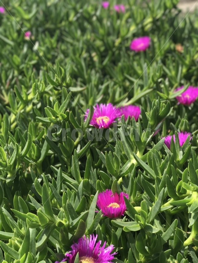 제주도,자연,꽃,무보정,보라색,식물,자연,plants,nature,꽃,flower