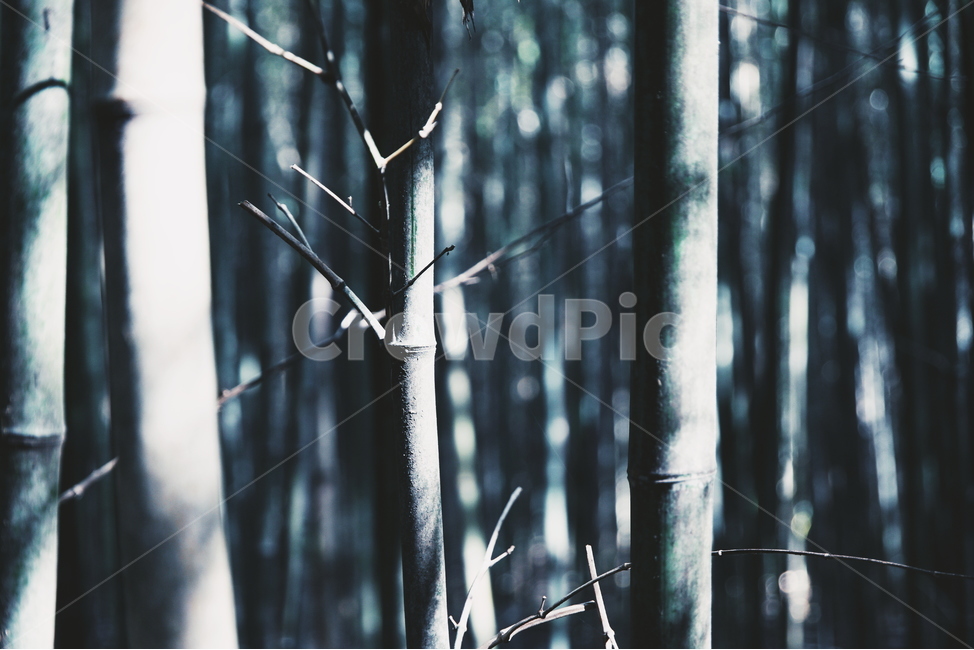 겨울,햇빛,대나무,나무,풍경,강,새,고요,아침,경관,자연,풍광,nature,landscape,한국자연풍경,한국자연경관,koreanaturelandscape,감성,감정,sensible,feeling,emotion,계절,season,마을,rural,한국전통,한국문화,koreatraditional,koreaculture,plant,trees,wood,식물,자연,plants,nature,나무,trees,wood,감성,sensible,feeling
