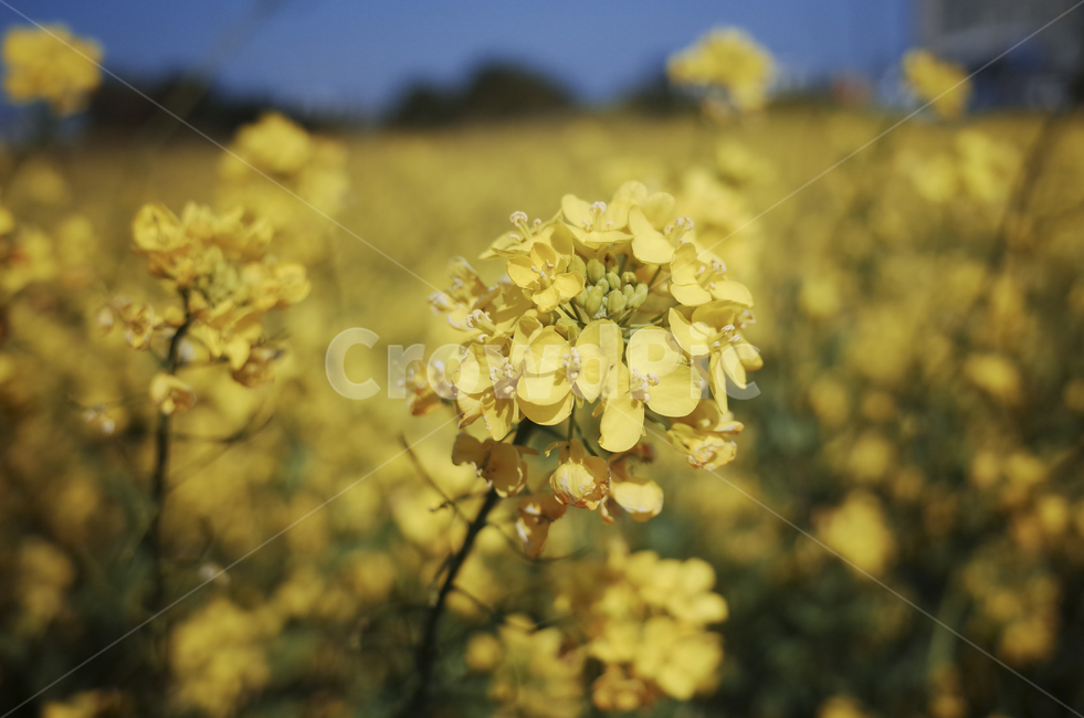 유채꽃,유채,plant,식물,flower,꽃,yellow,green,봄꽃,노란꽃,노란,초록,노랑