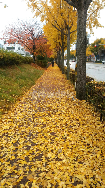 가을,가을비,비,비오는거리,은행나무,가을,계절,fall,autumn,season,자연,풍경,nature,landscape,tree,나무,plant,식물