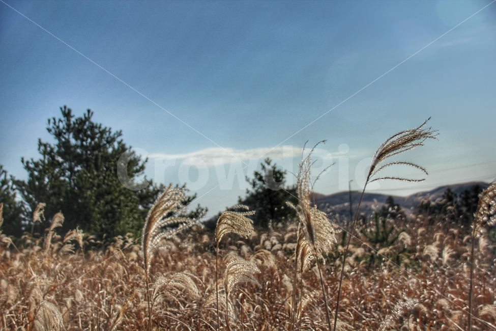 제주도,갈대,겨울,가을,배낭여행,가을,계절,fall,autumn,season,자연,풍경,nature,landscape,식물,plants,plant,food,음식,vegetable,야채,grain,곡물