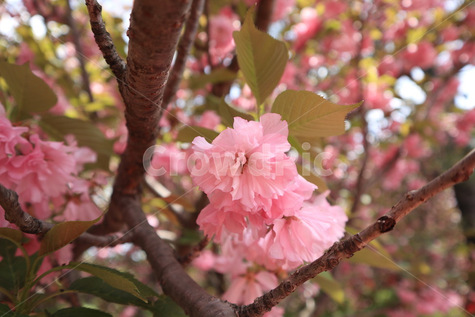 겹벚꽃,벚꽃,봄,분홍색,꽃,자연,spring,식물,만개,flower