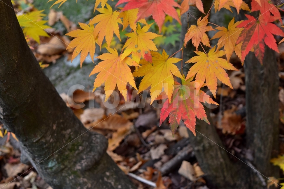 도봉산,가을,단풍,풍경,국립공원,서울,낙엽,도심지,명소,자연,비경,단풍나무,가을색,가을색채,오색단풍,가을단풍,북한산국립공원,가을,계절,fall,autumn,season,식물,자연,plants,nature,leaf,잎,plant,tree,나무