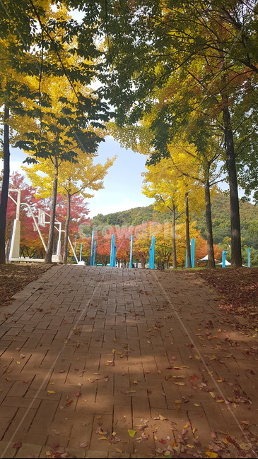 낙엽,fallenleaves,가을,fallloliage,단풍,autumncolors
