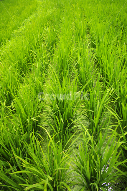 논,초록,녹색,벼,plant,산업,industry,industrial,농업,농사,agriculture,farming,farming industry