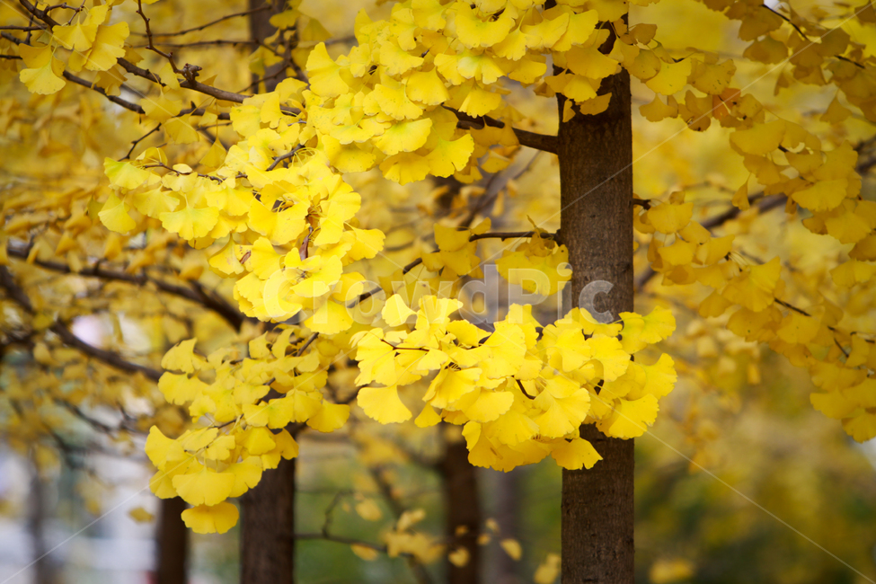 나무,은행나무,노란색,단풍,가지,줄기,야외,노란잎,가을,가을,계절,fall,autumn,season,식물,자연,plants,nature,나무,trees,wood,plant,leaf,잎,tree,tree trunk,나무 줄기