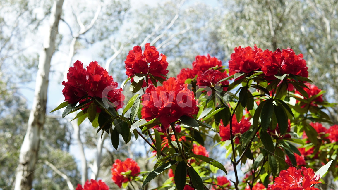 flower,꽃,plant,식물,자연,식물,자연,plants,nature,꽃,flower