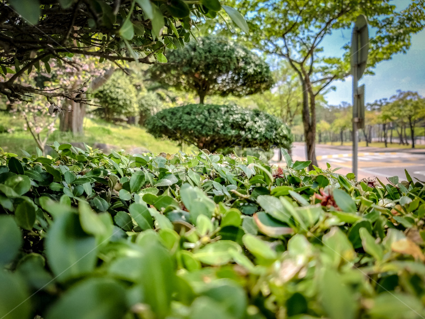 풀,나무,풀숲,근접촬영,가로수,식물,자연,plants,nature