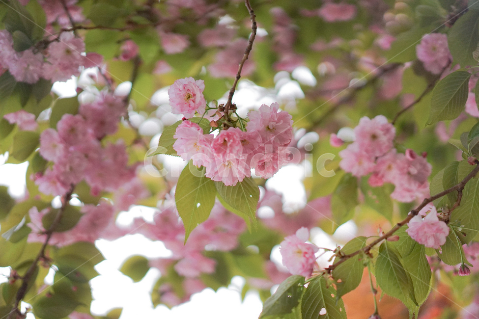 겹벚꽃,벚꽃,사쿠라,봄꽃,분홍꽃,spring,봄,계절,spring,season,식물,자연,plants,nature,꽃,flower,plant,blossom