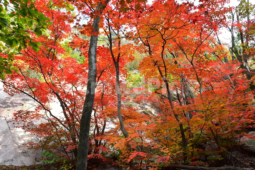 가을,단풍,자연,풍경,북한산,잎,단풍잎,붉은,나무,계절,계곡,숲,힐링,plant,fall,autumn,season,forestnature,landscape,한국자연풍경,한국자연경관,korea,tree,maple,leaf,가을,계절,fall,autumn,season,자연,풍경,nature,landscape,식물,plants,나무,trees,wood