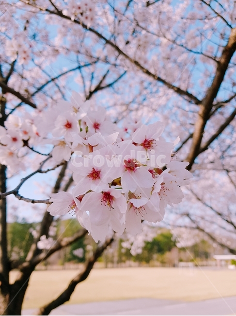 꽃,벚꽃,봄,분홍색,감성