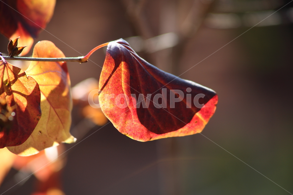 단풍,잎,식물,가을,redleaves,가을,계절,fall,autumn,season,식물,자연,plants,nature,veins,정맥,leaf,plant