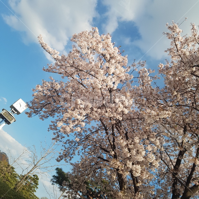 시계탑,벚꽃,봄,하늘,봄날,핑크